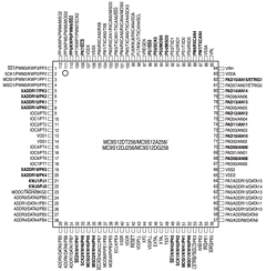 MC9S12A256 Datasheet PDF Freescale Semiconductor